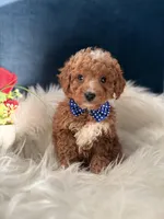 Andy, a male Miniature Goldendoodle for sale in Olympia Fields, IL – Photo 4 of 4