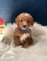 Andy, a male Miniature Goldendoodle for sale in Olympia Fields, IL – Photo 1 of 4