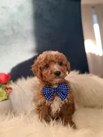 Andy, a male Miniature Goldendoodle for sale in Olympia Fields, IL – Photo 3 of 4