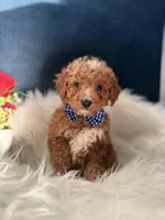 Andy, a male Miniature Goldendoodle for sale in Olympia Fields, IL – Photo 2 of 4