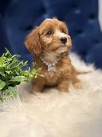 Chloe, a female Miniature Goldendoodle for sale in Oak Brook, IL – 3 of 4