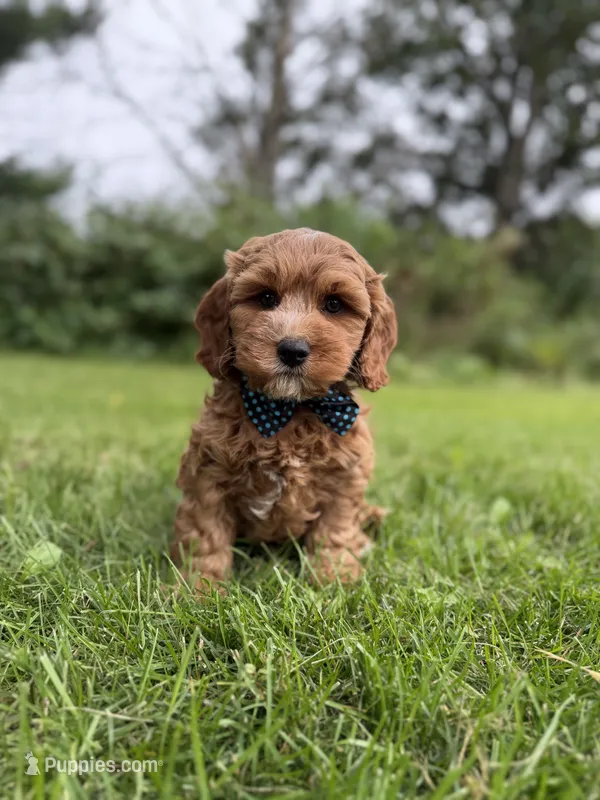 Toby – Cavapoo puppy for sale in Oak Brook, IL