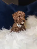 Rose , a female Poodle - Toy  for sale in Oak Brook, IL – 5 of 7
