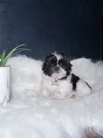 Oreo , a female Shihpoo for sale in Homewood, IL – 4 of 4