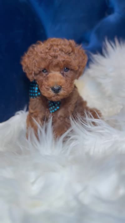 Tito , a male Poodle - Toy  for sale in Oak Brook, IL – 4 of 7