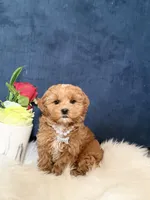 Bella , a female Cavapoo for sale in Olympia Fields, IL – Photo 2 of 4