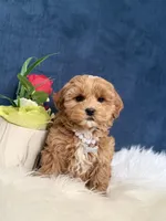 Bella , a female Cavapoo for sale in Olympia Fields, IL – Photo 4 of 4