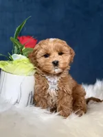 Bella , a female Cavapoo for sale in Olympia Fields, IL – Photo 1 of 4
