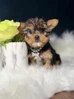 Millie , a female Yorkshire Terrier for sale in Skokie, IL – 4 of 10