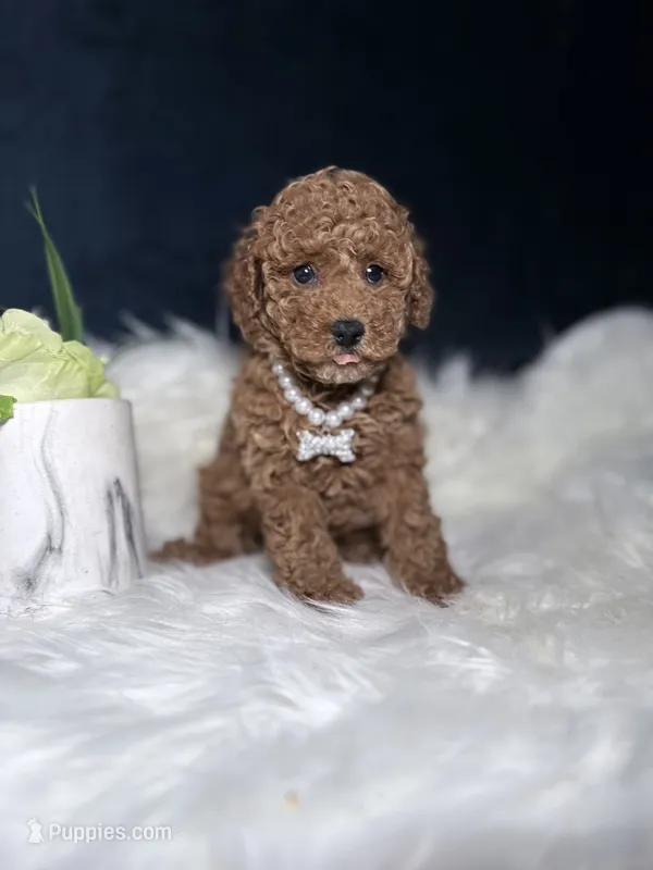 Skyler – Poodle - Toy  puppy for sale in Homewood, IL