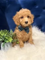Ziggy , a male Miniature Goldendoodle for sale in Oak Brook, IL – 2 of 5