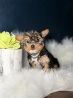 Millie , a female Yorkshire Terrier for sale in Skokie, IL – 8 of 10