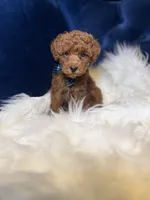 Tito , a male Poodle - Toy  for sale in Oak Brook, IL – 3 of 7