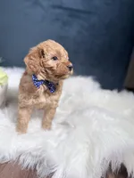 Teddy , a male Miniature Goldendoodle for sale in Homewood, IL – 2 of 3