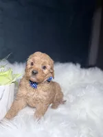 Teddy , a male Miniature Goldendoodle for sale in Homewood, IL – 3 of 3