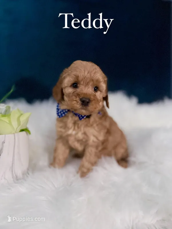 Teddy  – Miniature Goldendoodle puppy for sale in Homewood, IL