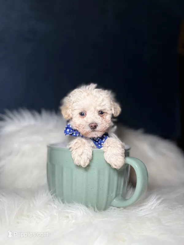 PeeWee – Poodle - Toy  puppy for sale in Olympia Fields, IL