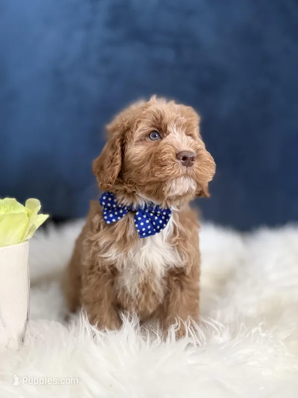 Buddy  – Cavapoo puppy for sale in Olympia Fields, IL