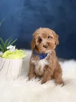 Buddy , a male Cavapoo for sale in Olympia Fields, IL – Photo 2 of 4