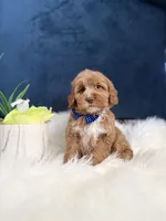 Buddy , a male Cavapoo for sale in Olympia Fields, IL – Photo 4 of 4