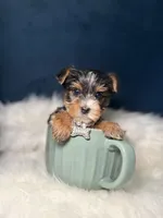 Dior 3-6lbs, a female Yorkshire Terrier for sale in Homewood, IL – Photo 4 of 4