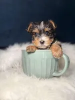 Dior 3-6lbs, a female Yorkshire Terrier for sale in Homewood, IL – Photo 2 of 4
