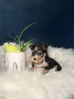 Dior 3-6lbs, a female Yorkshire Terrier for sale in Homewood, IL – Photo 3 of 4