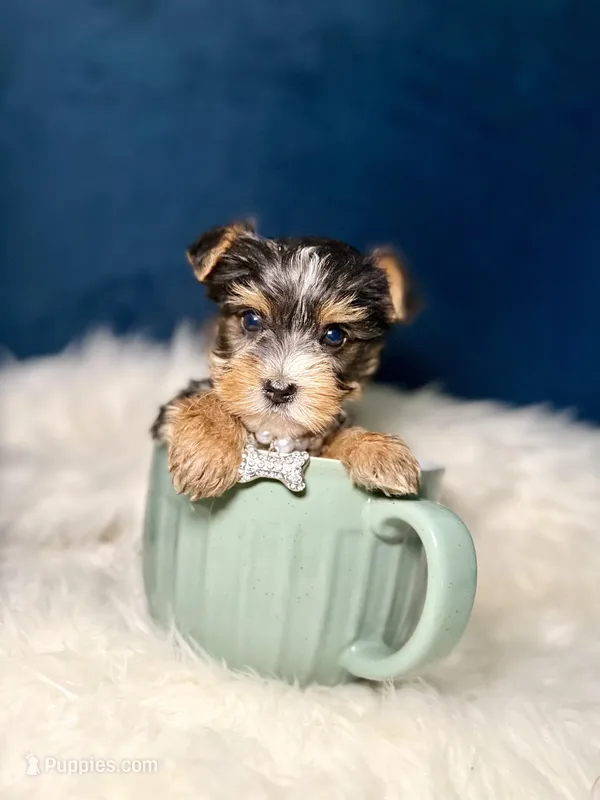 Dior 3-6lbs – Yorkshire Terrier puppy for sale in Homewood, IL