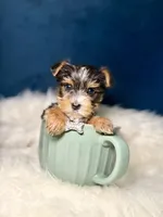 Dior 3-6lbs, a female Yorkshire Terrier for sale in Homewood, IL – Photo 1 of 4