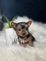 Tiny (Teacup), a female Yorkshire Terrier for sale in Homewood, IL – 2 of 5