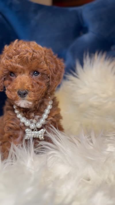 Rose , a female Poodle - Toy  for sale in Oak Brook, IL – 7 of 7