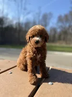 Murphy, a male Miniature Goldendoodle for sale in Homewood, IL – Photo 5 of 6