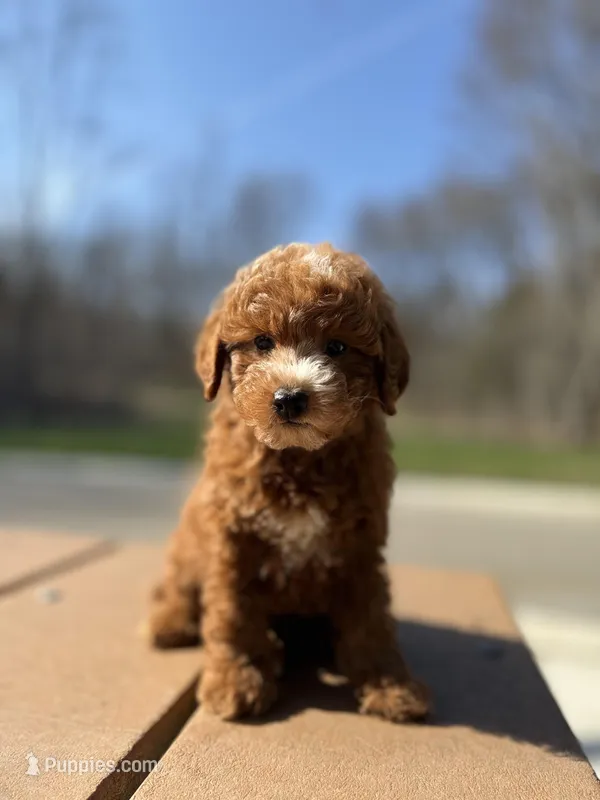 Murphy – Miniature Goldendoodle puppy for sale in Homewood, IL