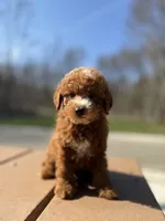 Murphy, a male Miniature Goldendoodle for sale in Homewood, IL – Photo 1 of 6