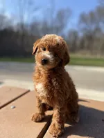 Murphy, a male Miniature Goldendoodle for sale in Homewood, IL – Photo 4 of 6