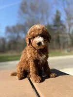 Murphy, a male Miniature Goldendoodle for sale in Homewood, IL – Photo 2 of 6