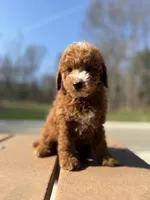 Murphy, a male Miniature Goldendoodle for sale in Homewood, IL – Photo 3 of 6