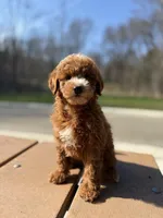 Murphy, a male Miniature Goldendoodle for sale in Homewood, IL – Photo 6 of 6