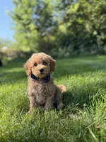 Blue , a male Miniature Goldendoodle for sale in Oak Brook, IL – 2 of 4