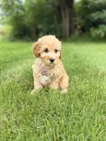 Bella , a female Miniature Goldendoodle for sale in Oak Brook, IL – 3 of 3