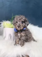 Bluey , a male Poodle - Toy  for sale in Olympia Fields, IL – Photo 2 of 3