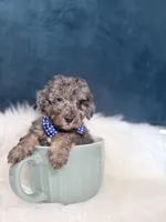 Bluey , a male Poodle - Toy  for sale in Olympia Fields, IL – Photo 3 of 3