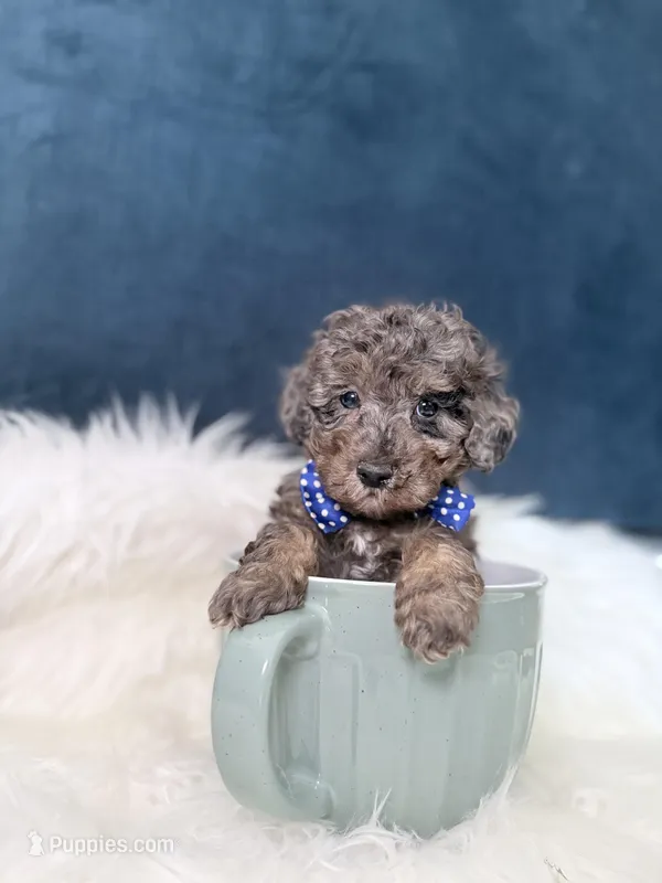 Bluey  – Poodle - Toy  puppy for sale in Olympia Fields, IL