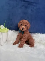 Armani , a male Poodle - Toy  for sale in Homewood, IL – 1 of 1