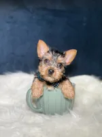 Colby , a male Yorkshire Terrier for sale in Homewood, IL – 2 of 4