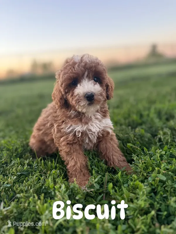 Biscuit (Micro)  – Miniature Goldendoodle puppy for sale in Homewood, IL