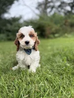 Charlie , a male Cavapoo for sale in Oak Brook, IL – 1 of 1