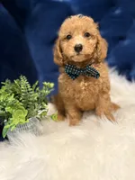 Ziggy , a male Miniature Goldendoodle for sale in Oak Brook, IL – 3 of 5