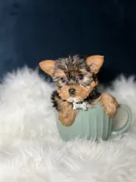 Millie , a female Yorkshire Terrier for sale in Skokie, IL – 2 of 10