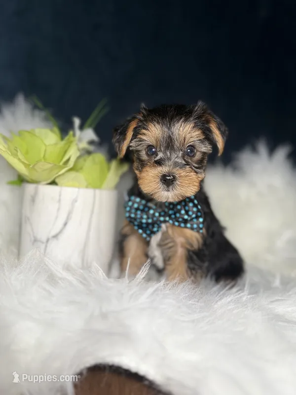 Ace  – Yorkshire Terrier puppy for sale in Skokie, IL